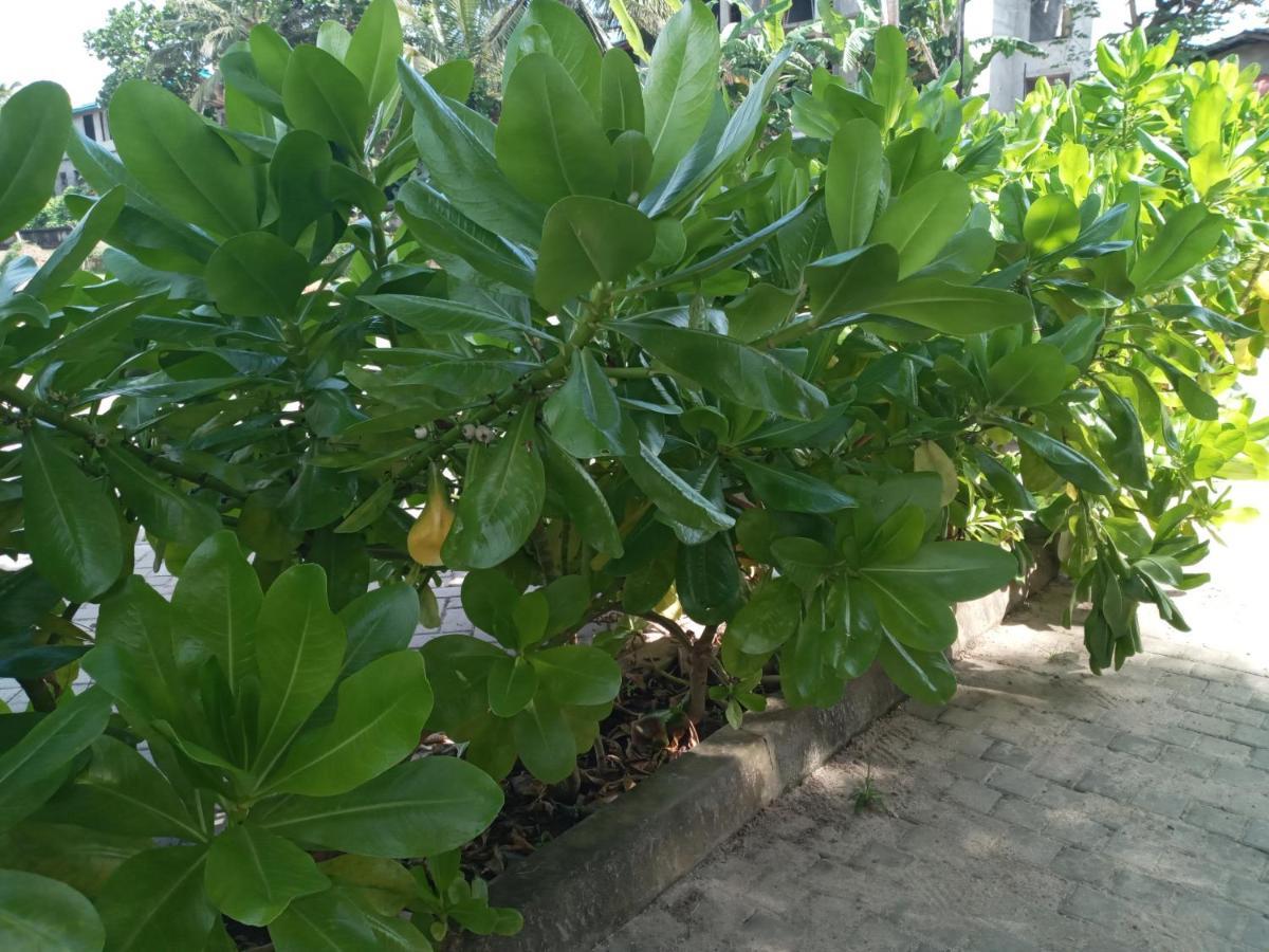 Tharul Home بينتوتا المظهر الخارجي الصورة